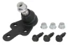 RH034020 Reinhoch