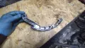 Cadeia do mecanismo de distribuição de gás, kit Nissan Primera P12